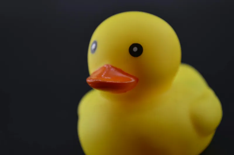 29,000 Rubber Ducks Fell Off a Ship and Accidentally Solved Ocean Science's Biggest Mystery