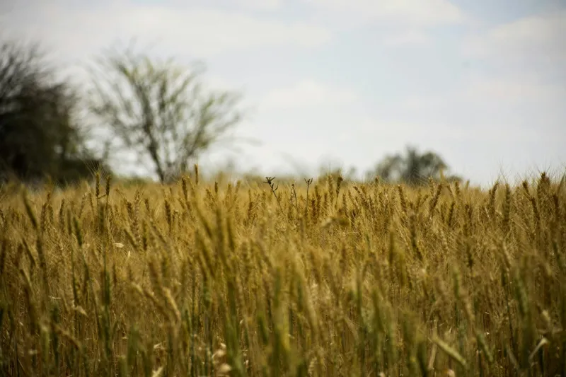The Wheat Farmer Who Woke Up Rich: When Bad Paperwork Created an Accidental Oil Baron